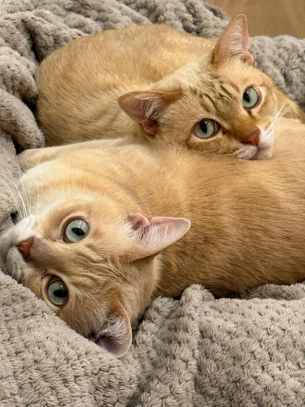 Pet Sitting: a forma mais econômica (e fofa!) de viajar o mundo com hospedagem&nbsp;gratuita